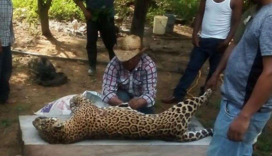 Asesinan a jaguar y lo presumen en redes sociales