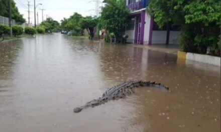 Dos cocodrilos fueron capturados en las calles inundadas de Michoacán