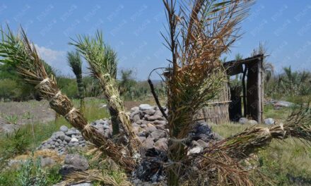En peligro de extinción cultivo de palmas en San Nicolás