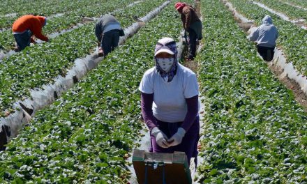 Canadá empezó a vacunar a trabajadores agrícolas mexicanos