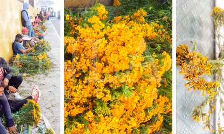 Izucarenses alistan flor de pericón para el día de San Miguel