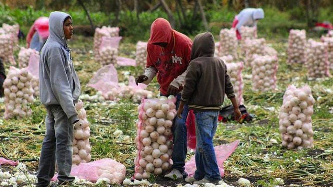 Estados Unidos acusa a cebollas mexicanas de tener salmonela